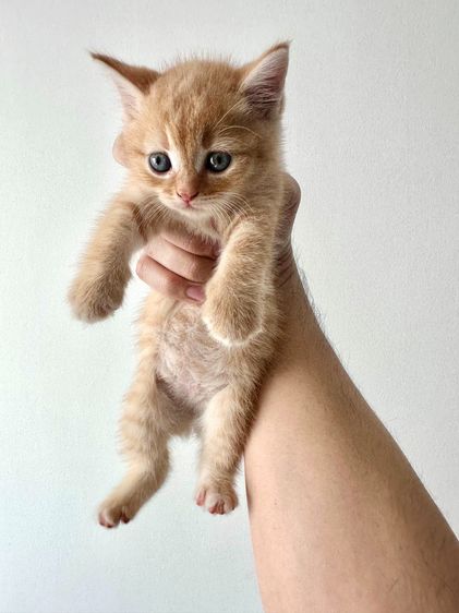 แมวส้ม 🍊 สก็อตติช โฟลด์ - Scottish Fold (ลูกแมว) รูปที่ 9