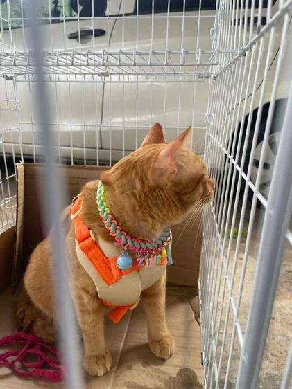 กรงแมวพกพาพับได้ รูปที่ 5