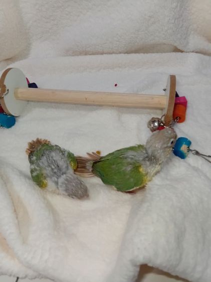 บลูพาย รูปที่ 4