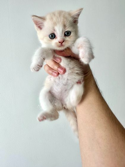 แมวส้ม 🧡💛 ออกสีเบจ สก็อตติช โฟลด์ - Scottish Fold (ลูกแมว) รูปที่ 10