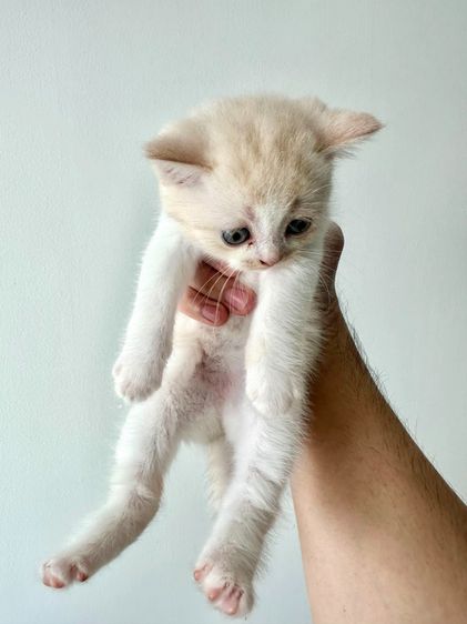 แมวส้ม 🧡💛 ออกสีเบจ สก็อตติช โฟลด์ - Scottish Fold (ลูกแมว) รูปที่ 11