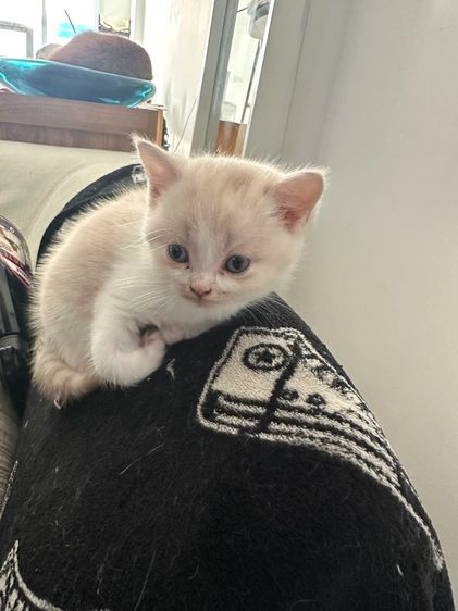 แมวส้ม 🧡💛 ออกสีเบจ สก็อตติช โฟลด์ - Scottish Fold (ลูกแมว) รูปที่ 5