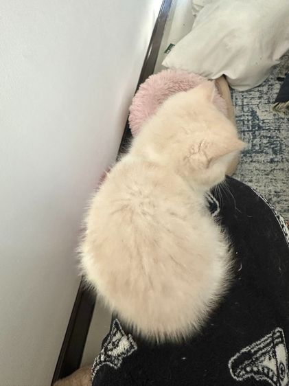 แมวส้ม 🧡💛 ออกสีเบจ สก็อตติช โฟลด์ - Scottish Fold (ลูกแมว) รูปที่ 3