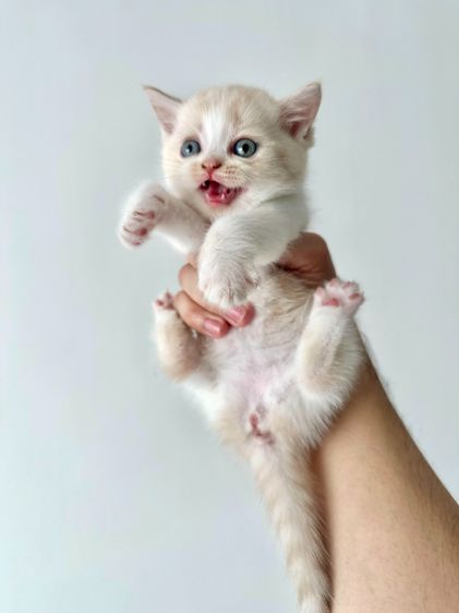 สก็อตติช โฟลด์ (Scottish Fold) แมวส้ม 🧡💛 ออกสีเบจ สก็อตติช โฟลด์ - Scottish Fold (ลูกแมว)