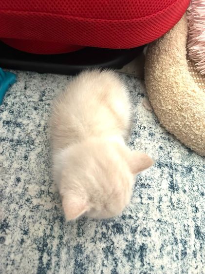 แมวส้ม 🧡💛 ออกสีเบจ สก็อตติช โฟลด์ - Scottish Fold (ลูกแมว) รูปที่ 2