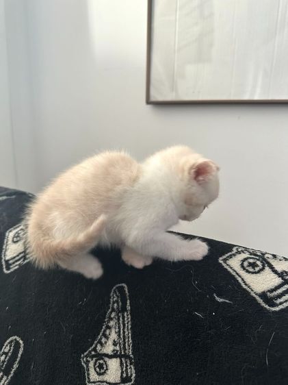 แมวส้ม 🧡💛 ออกสีเบจ สก็อตติช โฟลด์ - Scottish Fold (ลูกแมว) รูปที่ 4