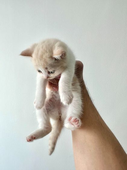 แมวส้ม 🧡💛 ออกสีเบจ สก็อตติช โฟลด์ - Scottish Fold (ลูกแมว) รูปที่ 8