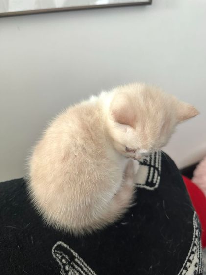 แมวส้ม 🧡💛 ออกสีเบจ สก็อตติช โฟลด์ - Scottish Fold (ลูกแมว) รูปที่ 6