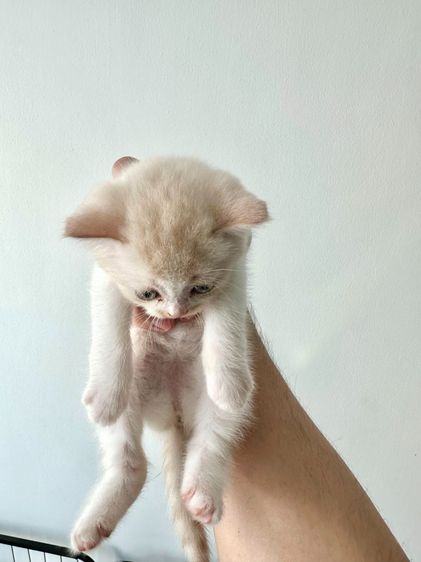 แมวส้ม 🧡💛 ออกสีเบจ สก็อตติช โฟลด์ - Scottish Fold (ลูกแมว) รูปที่ 7