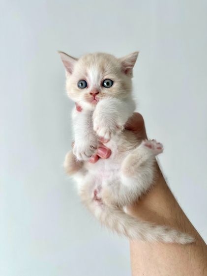 แมวส้ม 🧡💛 ออกสีเบจ สก็อตติช โฟลด์ - Scottish Fold (ลูกแมว) รูปที่ 9