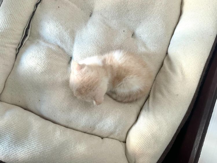 แมวส้ม 🧡 สีอ่อนๆ หูดีด สก็อตติช โฟลด์ - Scottish Fold (ลูกแมว) รูปที่ 5