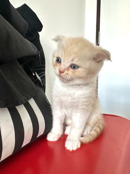 แมวส้ม 🧡 สีอ่อนๆ หูดีด สก็อตติช โฟลด์ - Scottish Fold (ลูกแมว) รูปที่ 7