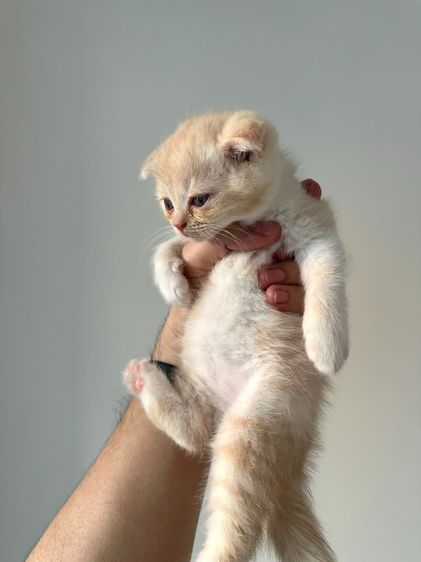 แมวส้ม 🧡 สีอ่อนๆ หูดีด สก็อตติช โฟลด์ - Scottish Fold (ลูกแมว) รูปที่ 2