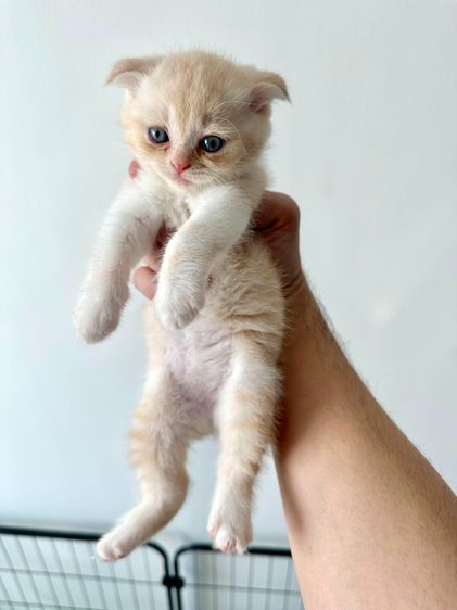 แมวส้ม 🧡 สีอ่อนๆ หูดีด สก็อตติช โฟลด์ - Scottish Fold (ลูกแมว) รูปที่ 9