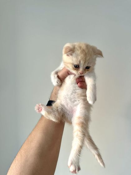 แมวส้ม 🧡 สีอ่อนๆ หูดีด สก็อตติช โฟลด์ - Scottish Fold (ลูกแมว) รูปที่ 4