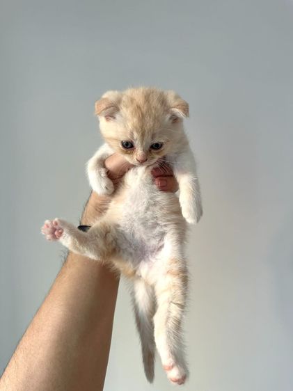 สก็อตติช โฟลด์ (Scottish Fold) แมวส้ม 🧡 สีอ่อนๆ หูดีด สก็อตติช โฟลด์ - Scottish Fold (ลูกแมว)