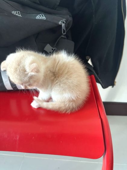 แมวส้ม 🧡 สีอ่อนๆ หูดีด สก็อตติช โฟลด์ - Scottish Fold (ลูกแมว) รูปที่ 6