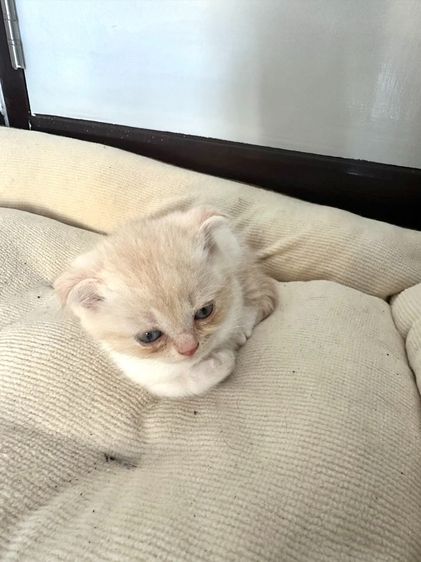 แมวส้ม 🧡 สีอ่อนๆ หูดีด สก็อตติช โฟลด์ - Scottish Fold (ลูกแมว) รูปที่ 8
