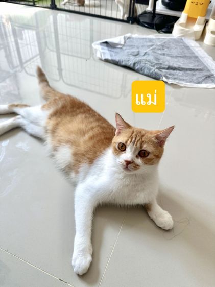 แมวส้ม 🧡 สีอ่อนๆ หูดีด สก็อตติช โฟลด์ - Scottish Fold (ลูกแมว) รูปที่ 10