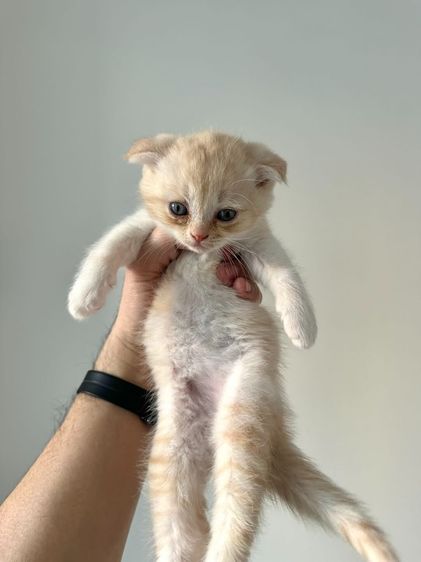 แมวส้ม 🧡 สีอ่อนๆ หูดีด สก็อตติช โฟลด์ - Scottish Fold (ลูกแมว) รูปที่ 3