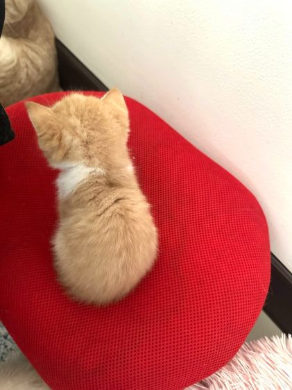 แมวส้ม 🧡 ผสมสีขาว สก็อตติช โฟลด์ - Scottish Fold (ลูกแมว) รูปที่ 3