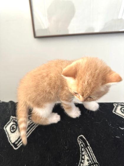 แมวส้ม 🧡 ผสมสีขาว สก็อตติช โฟลด์ - Scottish Fold (ลูกแมว) รูปที่ 4