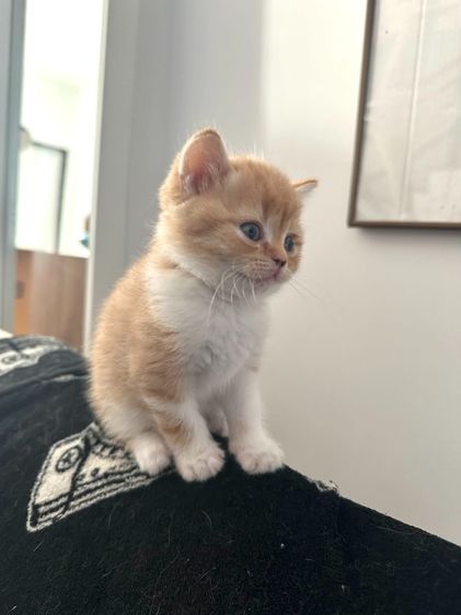 แมวส้ม 🧡 ผสมสีขาว สก็อตติช โฟลด์ - Scottish Fold (ลูกแมว) รูปที่ 6