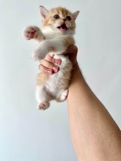 สก็อตติช โฟลด์ (Scottish Fold) แมวส้ม 🧡 ผสมสีขาว สก็อตติช โฟลด์ - Scottish Fold (ลูกแมว)