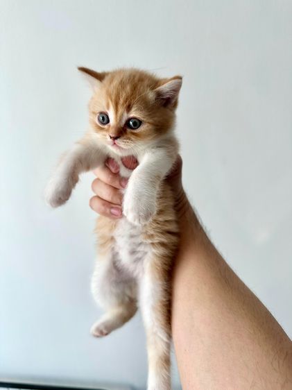 แมวส้ม 🧡 ผสมสีขาว สก็อตติช โฟลด์ - Scottish Fold (ลูกแมว) รูปที่ 2