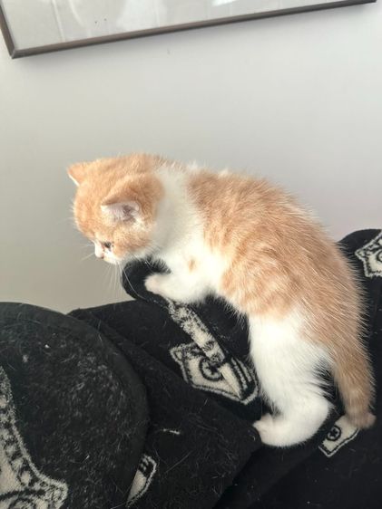 แมวส้ม 🧡 ผสมสีขาว สก็อตติช โฟลด์ - Scottish Fold (ลูกแมว) รูปที่ 8