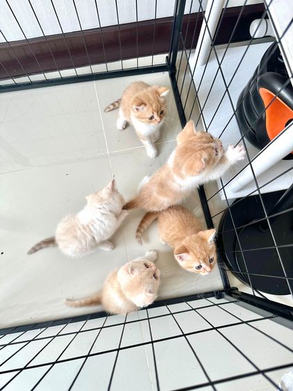 แมวส้ม 🧡 ผสมสีขาว สก็อตติช โฟลด์ - Scottish Fold (ลูกแมว) รูปที่ 13