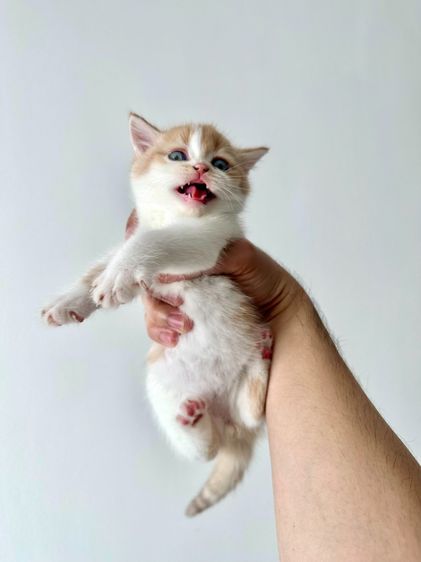 สก็อตติช โฟลด์ (Scottish Fold) แมวส้ม 🧡 ผสมสีขาว สก็อตติช โฟลด์ - Scottish Fold (ลูกแมว)