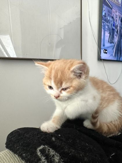 แมวส้ม 🧡 ผสมสีขาว สก็อตติช โฟลด์ - Scottish Fold (ลูกแมว) รูปที่ 9