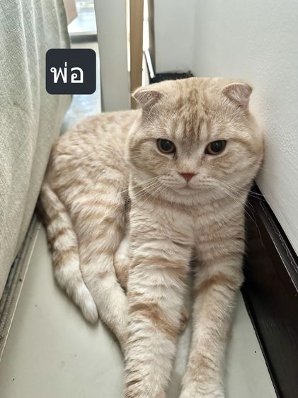 แมวส้ม 🧡 ผสมสีขาว สก็อตติช โฟลด์ - Scottish Fold (ลูกแมว) รูปที่ 12