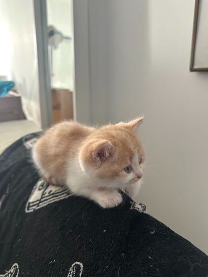 แมวส้ม 🧡 ผสมสีขาว สก็อตติช โฟลด์ - Scottish Fold (ลูกแมว) รูปที่ 5