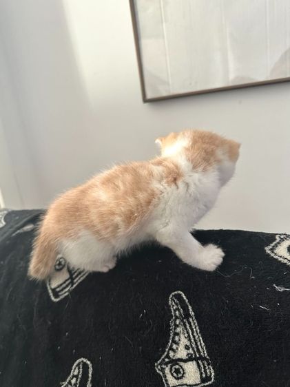 แมวส้ม 🧡 ผสมสีขาว สก็อตติช โฟลด์ - Scottish Fold (ลูกแมว) รูปที่ 6