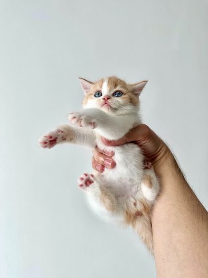 แมวส้ม 🧡 ผสมสีขาว สก็อตติช โฟลด์ - Scottish Fold (ลูกแมว) รูปที่ 3