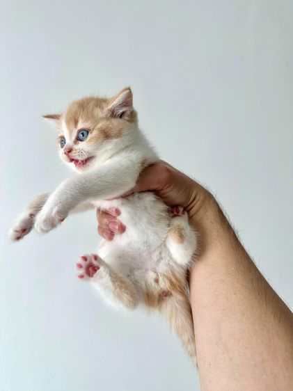 แมวส้ม 🧡 ผสมสีขาว สก็อตติช โฟลด์ - Scottish Fold (ลูกแมว) รูปที่ 2
