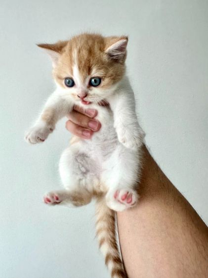 แมวส้ม 🧡 ผสมสีขาว สก็อตติช โฟลด์ - Scottish Fold (ลูกแมว) รูปที่ 4