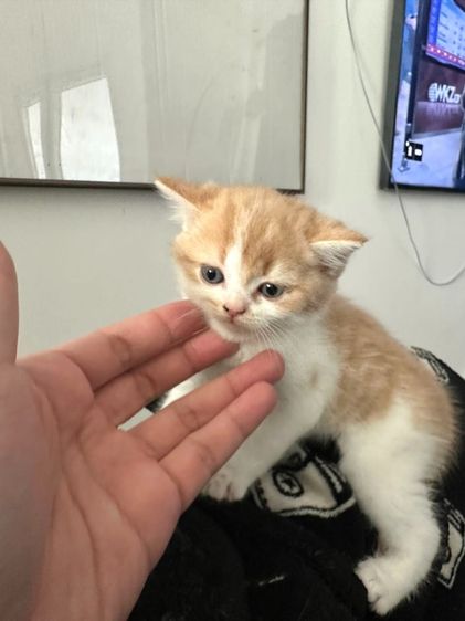 แมวส้ม 🧡 ผสมสีขาว สก็อตติช โฟลด์ - Scottish Fold (ลูกแมว) รูปที่ 10