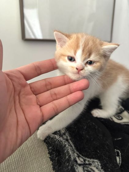 แมวส้ม 🧡 ผสมสีขาว สก็อตติช โฟลด์ - Scottish Fold (ลูกแมว) รูปที่ 7