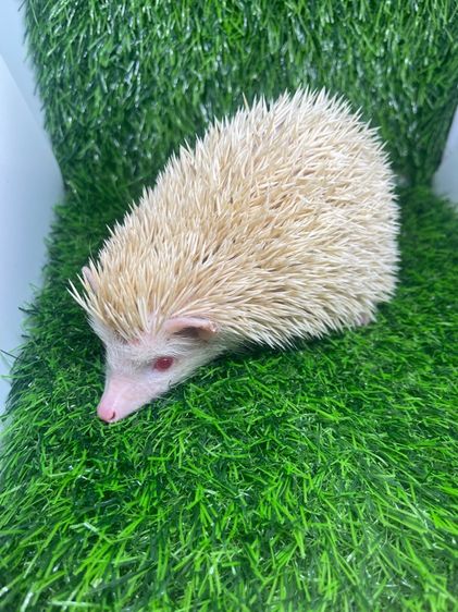 เม่นแคระเผือก