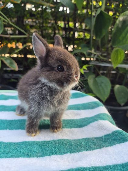 กระต่าย รูปที่ 4