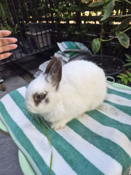 กระต่าย รูปที่ 9