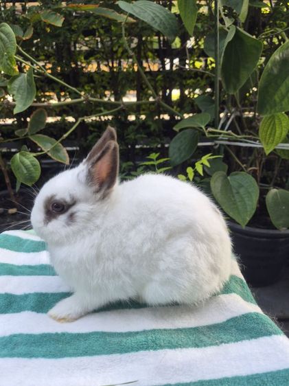 กระต่าย รูปที่ 8