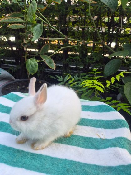 กระต่าย