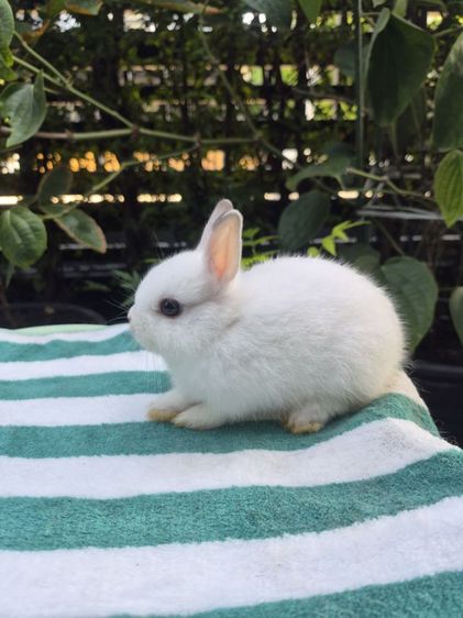 กระต่าย รูปที่ 2