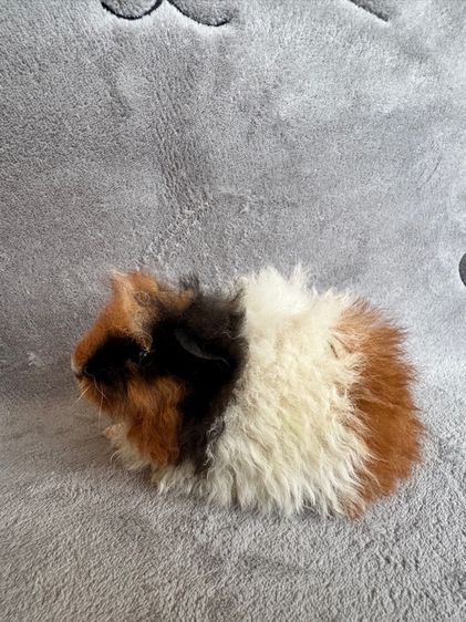 หนูแกสบี้ โคราช รูปที่ 5