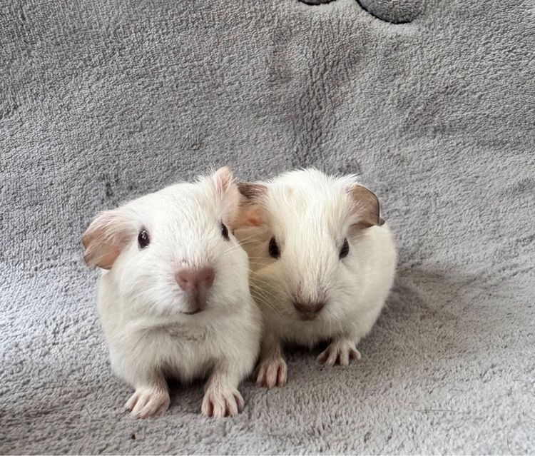 หนูแกสบี้ โคราช รูปที่ 2