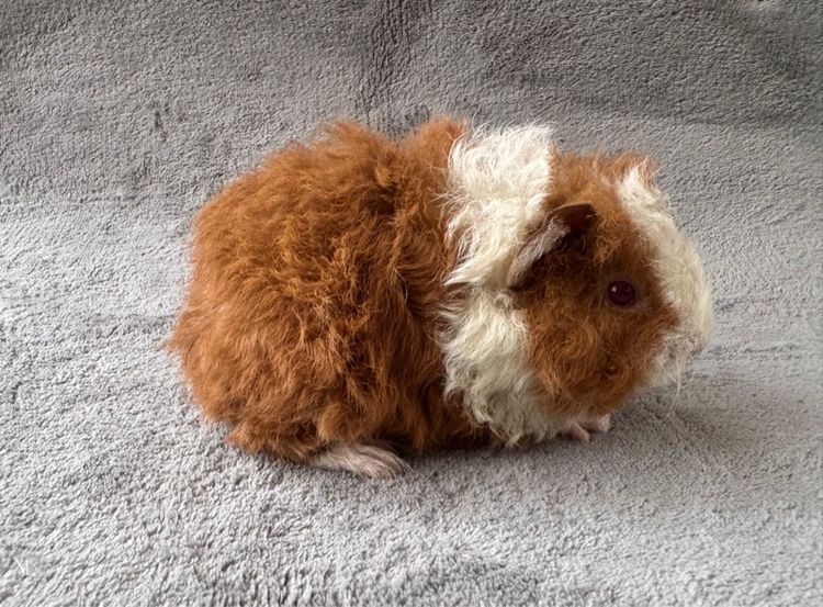 หนูแกสบี้ โคราช รูปที่ 7